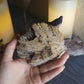 Amber Rae Malott- North Atlantic Right Whale Sculpture on Fossilized Coral