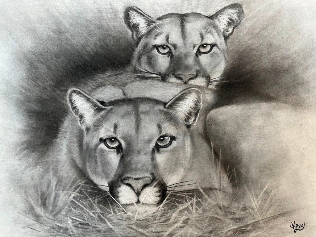 Ali Hassan- Fauna mundial