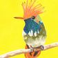 Elodie Guéguen-Teil- Short Crested Coquette (Lophornis brachylophus)