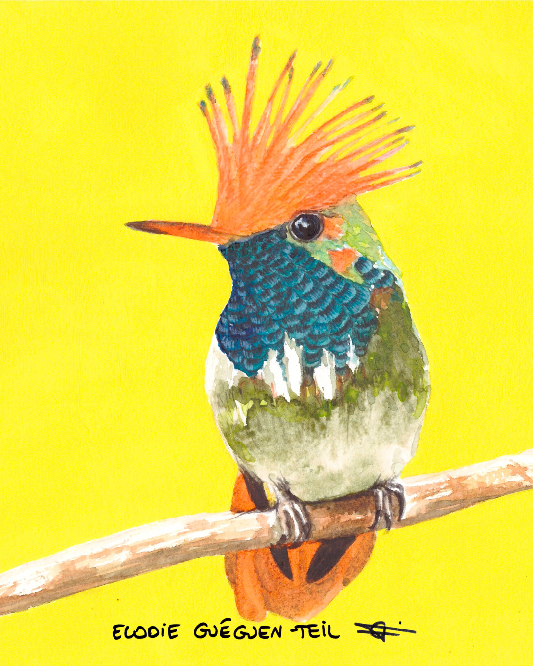 Elodie Guéguen-Teil- Short Crested Coquette (Lophornis brachylophus)