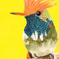 Elodie Guéguen-Teil- Short Crested Coquette (Lophornis brachylophus)