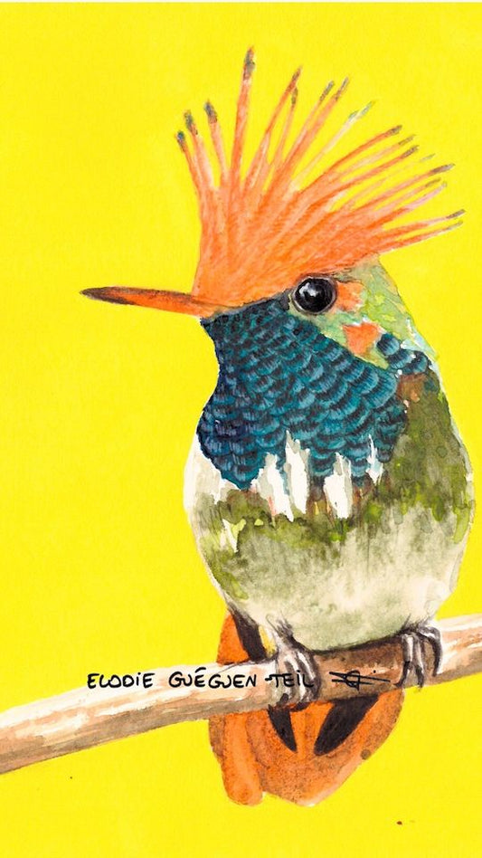 Elodie Guéguen-Teil- Short Crested Coquette (Lophornis brachylophus)