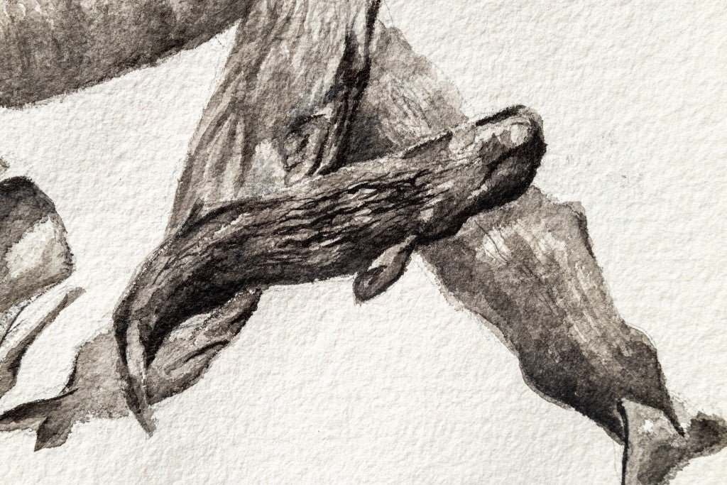 Ali Hassan - Faune du monde