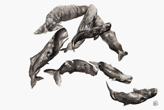 Annabel Schoen- Sperm Whale Pod
