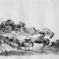 Annabel Schoen- The Mighty Wildebeest Migration (Original)