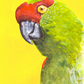 Ali Hassan- Fauna mundial