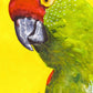 Ali Hassan- Fauna mundial