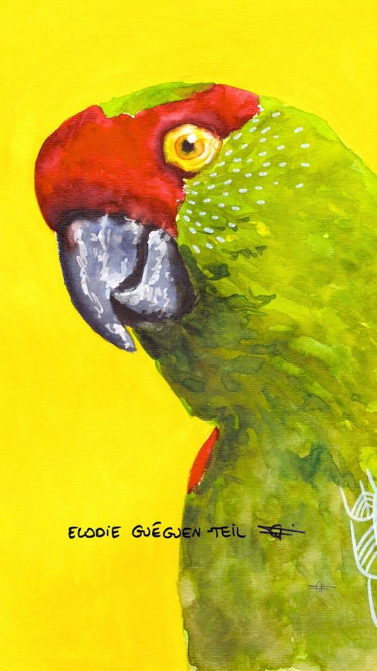 Elodie Guéguen-Teil- Thick-billed Parrot (Rhynchopsitta pachyrhyncha)