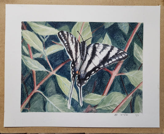 Annie O'Connell- Tiger Swallowtail