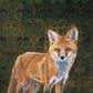 Ali Hassan- Fauna mundial