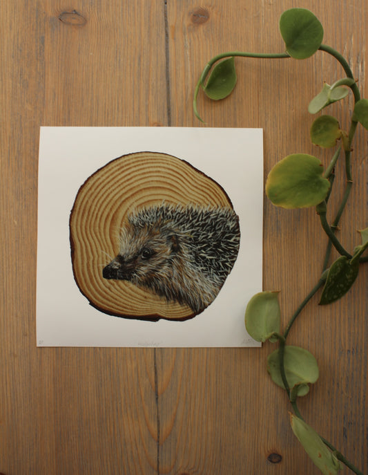 Megan Fearnley Marron- Hedgehog