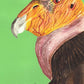Elodie Guéguen-Teil- California Condor (Gymnogyps californianus)
