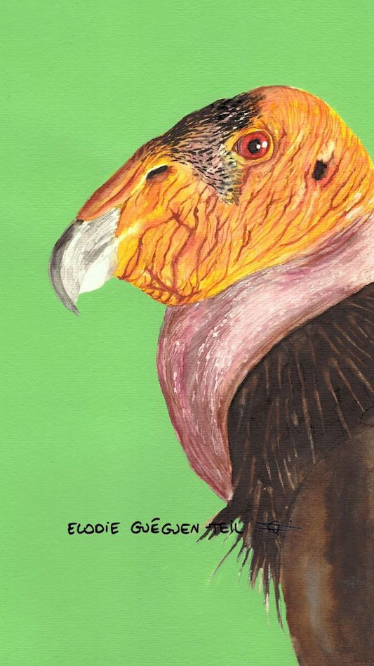 Elodie Guéguen-Teil- California Condor (Gymnogyps californianus)