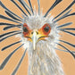 Elodie Guéguen-Teil- Secretarybird (Sagittarius serpentarius)