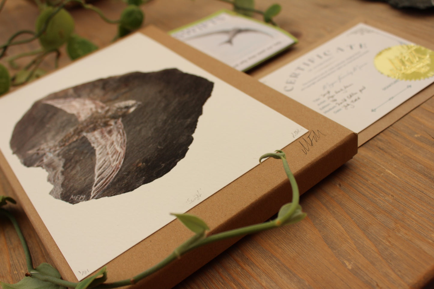Megan Fearnley Marron- Swift