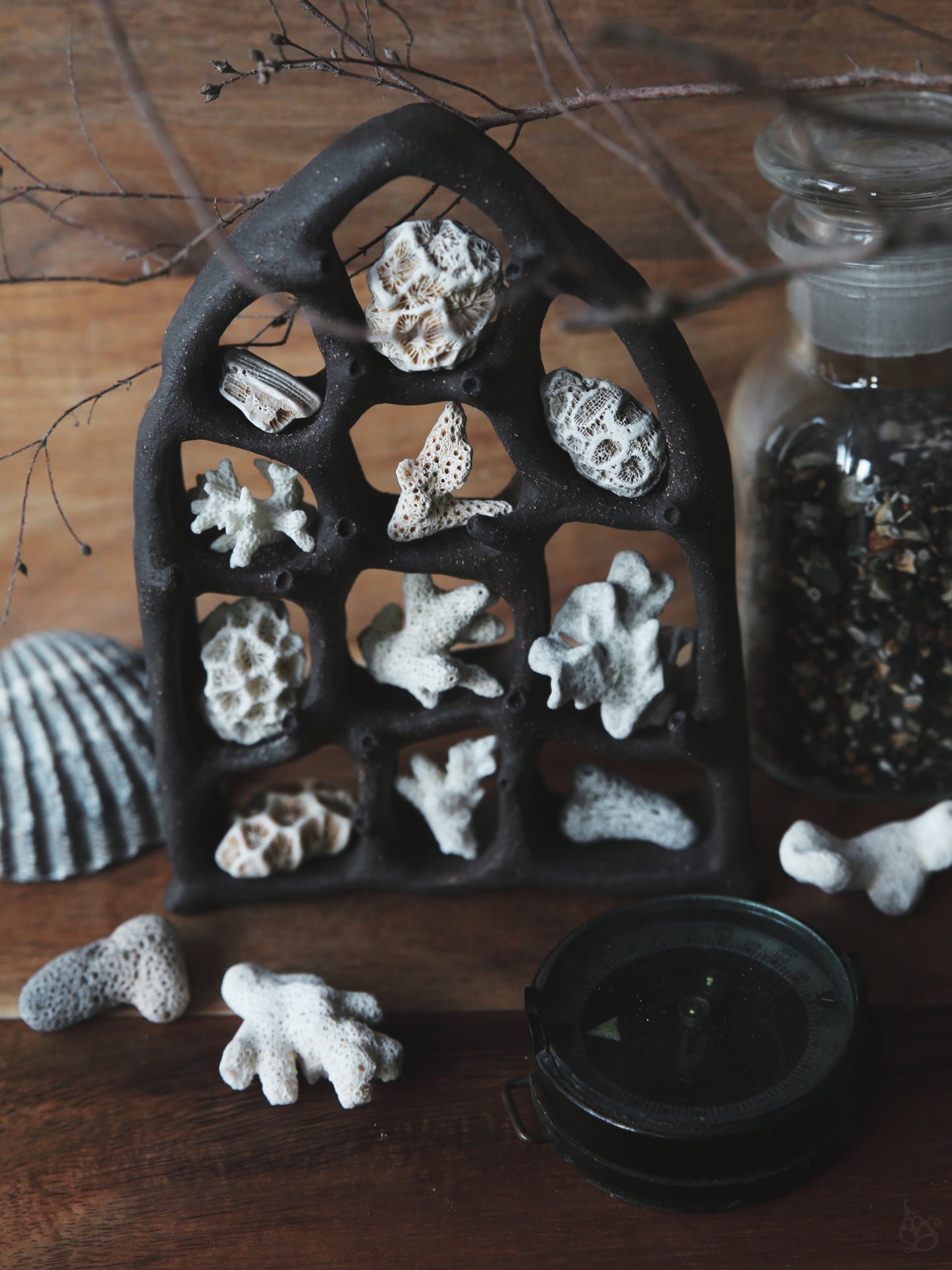 Dreaming Shell- The View / Black Clay Ceramic Curiosity Cabinet
